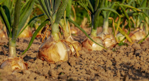 GUS: ponad 10% spadek w produkcji warzyw gruntowych w 2018 r.