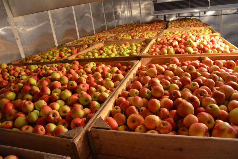 Warto kontrolować stan jabłek w chłodniach KA