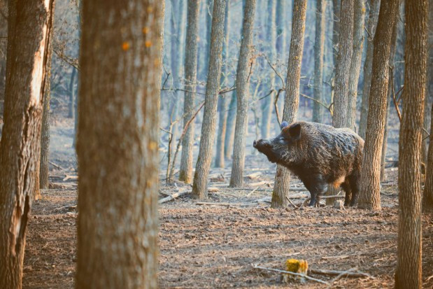 fot. shutterstock.com PZŁ: w 2018 r. odstrzelono ok. 168 tys. dzików, czyli 90 proc. rocznego planu