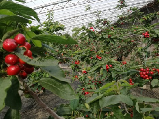 fot. za hortidaily.com Chiny rozwijają produkcję winogron i czereśni w szklarniach