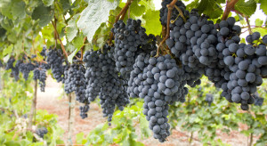 KOWR: 15 stycznia upływa termin składania deklaracji dotyczących rynku wina