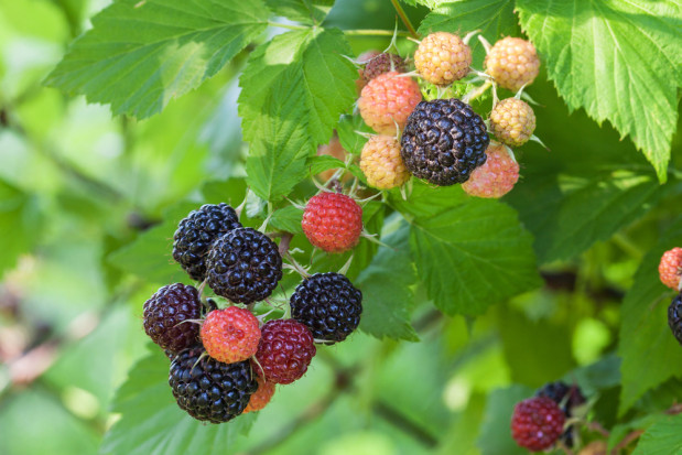 fot. shutterstock.com Malina czarna – uprawiana na niewielką skalę na plantacjach towarowych