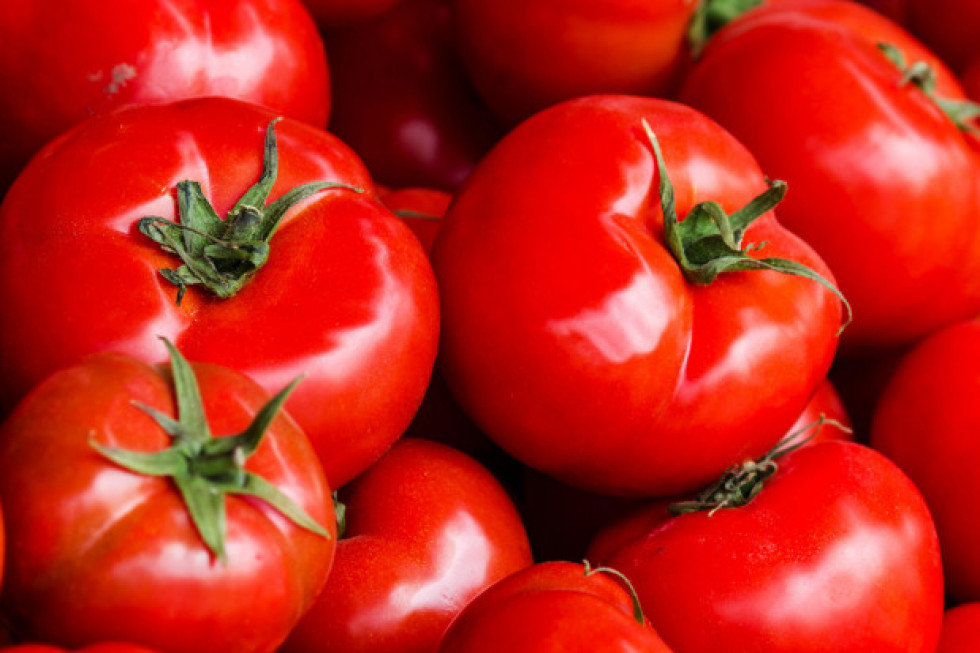 Holandia: Mniejszy eksport pomidorów w 2018 roku