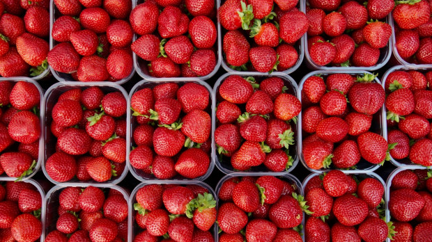 fot. unsplash.com Hortplant: Dobór odmiany truskawek powinien zależeć od rynku zbytu (wywiad)