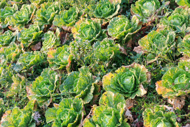 fot. shutterstock Choroby warzyw gruntowych dużym wyzwaniem dla plantatorów