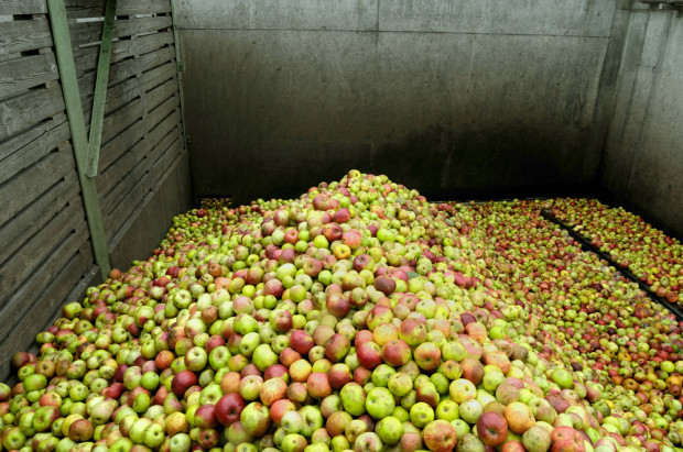ZSRP: Producenci dostarczają owoce na skupy za każdą cenę. Gdzie jest granica godności?
