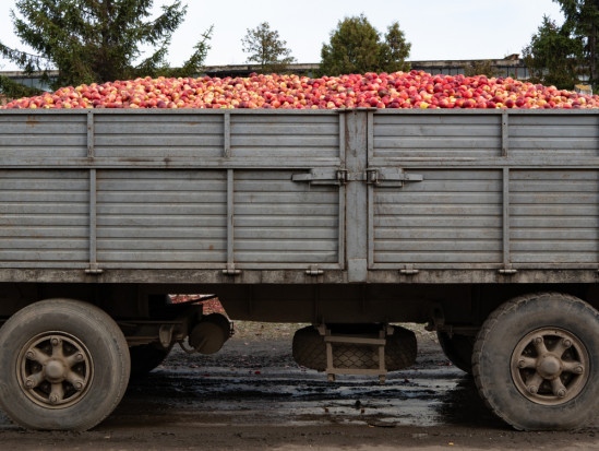 fot. shutterstock.com Powiat białobrzeski: Transport jabłek z kilkoma naruszeniami