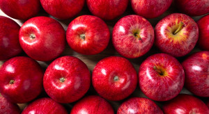 Stowarzyszenie Kraina Sadów i Ogrodów wdraża nową technologię produkcji jabłek bez pozostałości