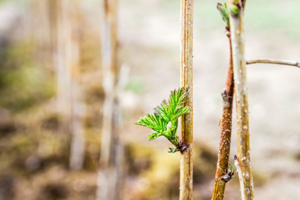 fot. shutterstock.com W Polsce wciąż kwitnie szara strefa obrotu sadzonkami roślin jagodowych