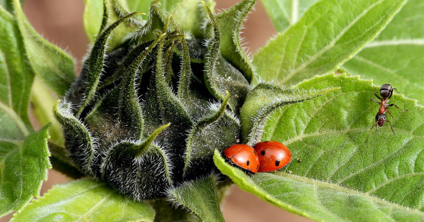fot. pixabay.com Entomolog: populacja owadów na całym świecie maleje o 2,5 proc. rocznie