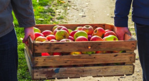 Czy umowy kontraktacyjne poprawią sytuację na rynku owoców?