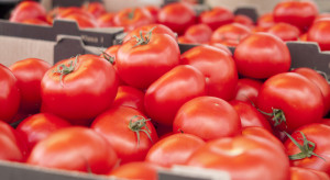 Unijny eksport pomidorów spadł o 10% w 2018 roku (analiza)