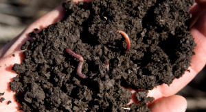 Organizmy glebowe pozytywnie oddziałują na właściwości gleb
