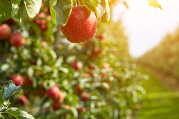 Polska straci pozycję lidera w produkcji jabłek?