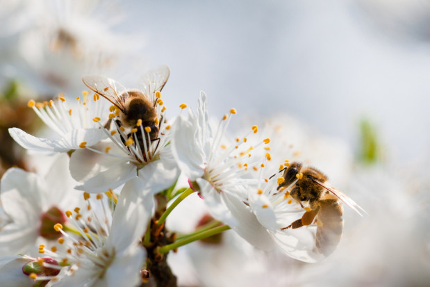 fot.shutterstock.com Wpływ urbanizacji na dzikie pszczoły większy, niż się wydawało