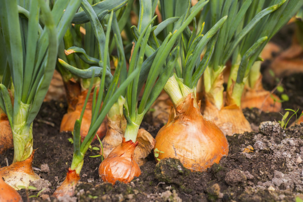 fot.shutterstock.com Włochy zwiększą liczbę gruntów pod uprawę cebuli