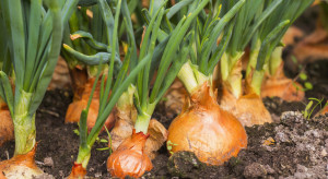 Włochy zwiększą liczbę gruntów pod uprawę cebuli