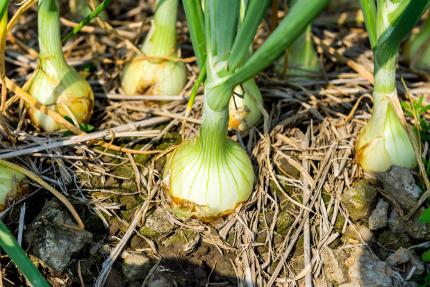 fot. shutterstock.com Rozszerzona rejestracja fungicydu od Innvigo o uprawy warzyw