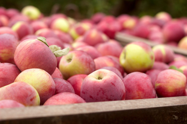 fot.shutterstock.com Ceny są coraz niższe. Sytuacja na rynku jabłek wymaga dużych zmian