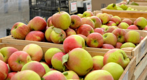 Rosja grozi zakazem eksportu jabłek przez Białoruś