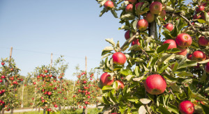 Rosja: Wzrasta towarowa produkcja jabłek (analiza)