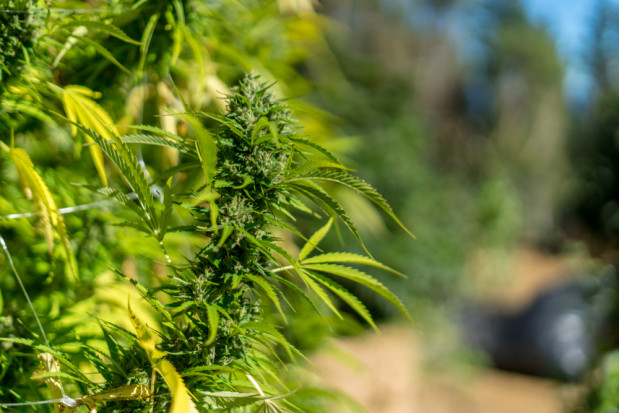 fot. shutterstock Gmina Przytyk: Plantacja marihuany w tunelu na paprykę