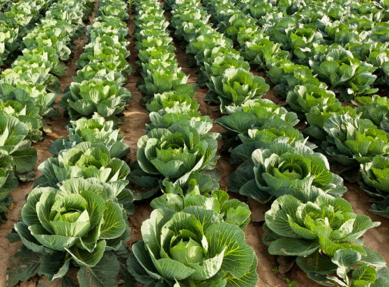 fot. shutterstock.com Innvigo: Skuteczna ochrona poprawia jakość kapusty