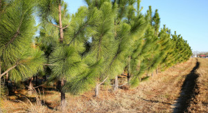 ARiMR: nabór wniosków na wsparcie inwestycji leśnych od 2 maja