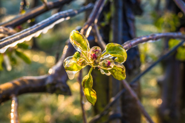 fot. shutterstock.com Przymrozki: temperatura spadła przy gruncie do minus 10 stopni