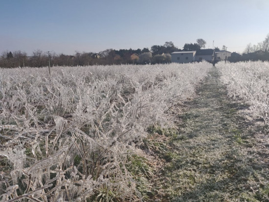 fot. G. Bogucki Plantatorzy borówki: Straty spowodowane przymrozkami będzie można ocenić za kilka dni (zdjęcia)