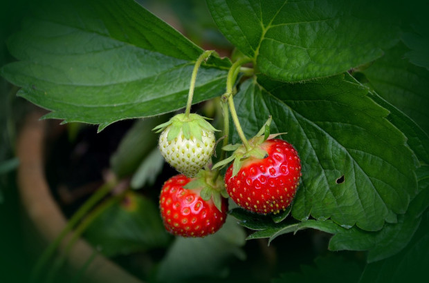 fot. pixabay.com Rejestracja fungicydu Scorpion 325 SC została znacząco rozszerzona