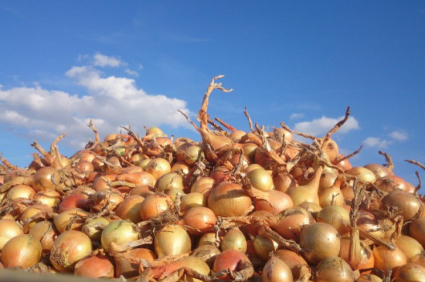 fot. shutterstock.com Rynek cebuli w sezonie 2018/19: Niskie zapasy, wysoki popyt i wzrost cen