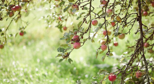 Biebrzański PN zachęca do uprawy tradycyjnych odmian drzew owocowych