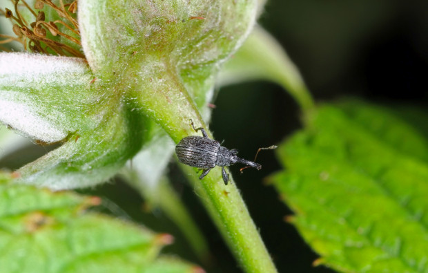 fot. shutterstock.com Kwieciak malinowiec zagraża plantacjom truskawek