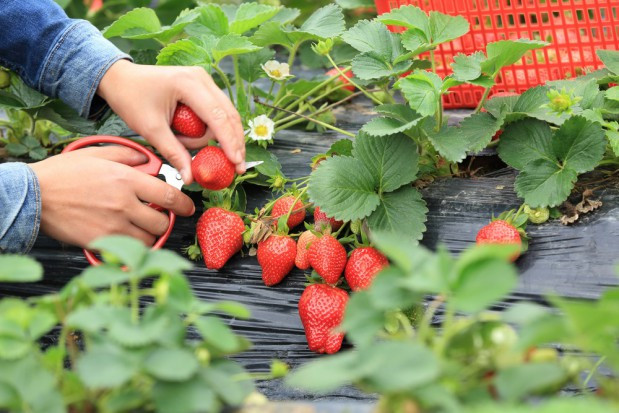 fot. shutterstock.com Agencja pracy: Na razie nie obserwujemy wzrostu popytu na pracowników sezonowych