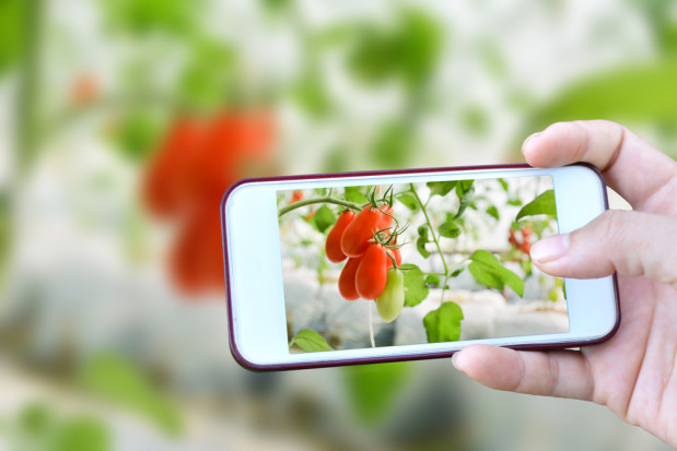 fot. shutterstock.com Opole: Opracowano system nadzoru nad uprawami wykorzystujący technologię 5G