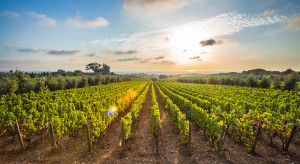 Toskania: Winorośl rośnie przy muzyce Mozarta 