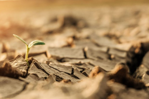 fot. shutterstock Rolnicy: Brak deszczu może wywołać większe szkody niż w ubiegłym roku