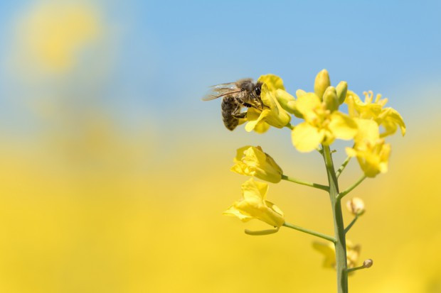fot. Shutterstock.com Pszczoły bardziej wytrzymałe na neonikotynoidy niż trzmiele