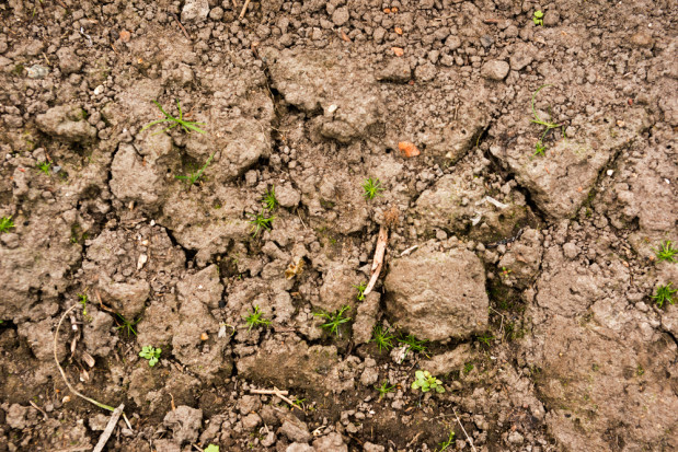 IERiGŻ: Brak opadów wzbudza niepokój o plony w rolnictwie
