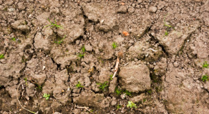 IERiGŻ: Brak opadów wzbudza niepokój o plony w rolnictwie