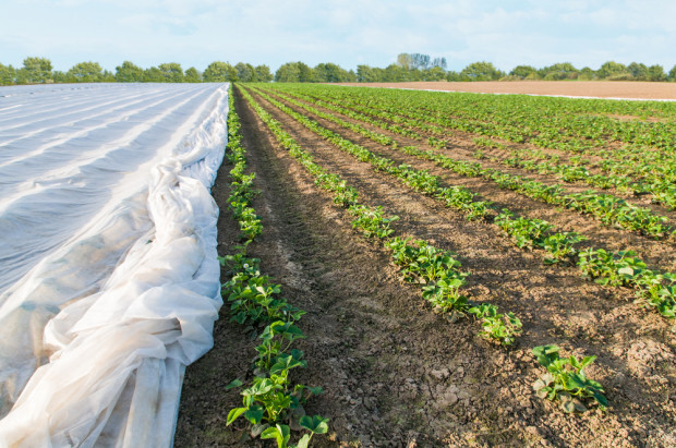 fot. shutterstock.com GUS: Drzewa i krzewy dobrze przezimowały, niewielkie uszkodzenia na plantacjach truskawek