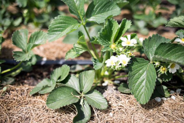 fot. shutterstock.com Na co zwrócić uwagę na plantacjach truskawek?