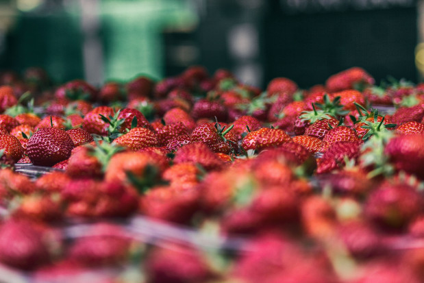 fot. unsplash.com Producenci owoców jagodowych: Musimy zacząć budować wspólnotę na rynku (wideo)
