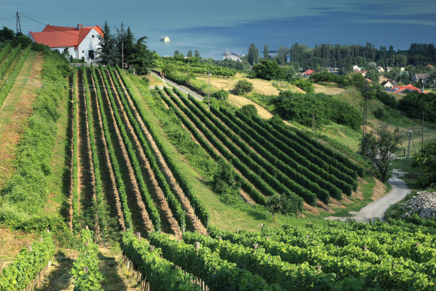 fot. shutterstock.com Minister Wegier: kraje Europy Środkowej chcą utrzymania wspólnej polityki rolnej