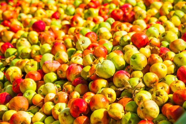 fot. shutterstock Sandomierski starosta: Wciąż nie ma pieniędzy za jabłka sprzedane Eskimosowi