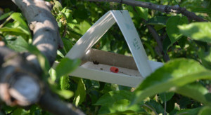 Owocówka jabłkóweczka – konieczny monitoring i zwalczanie