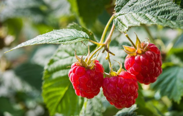 Holandia: Wzrost powierzchni upraw owoców w szklarniach o 30%