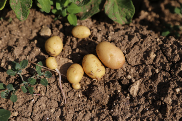 Rynek ziemniaków: Susza może doprowadzić do drugiego z kolei sezonu niedoborów i wysokich cen