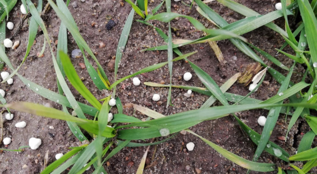 fot. farmer.pl Informacje z ARiMR ułatwią rolnikom sporządzenie planów nawożenia azotem
